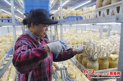 丹阳市食用菌新品种“鹿茸菇”开采 科技助力药用与食品双价值突破